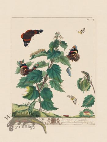 Moses Harris Insects 06